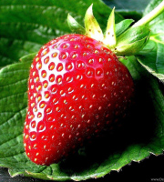Strawberry Premium 1kg